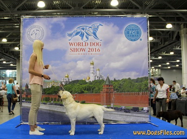 World Dog Show 2016 - I