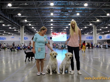 World Dog Show 2016 - II